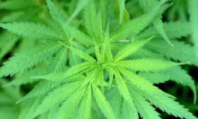 marihuana
