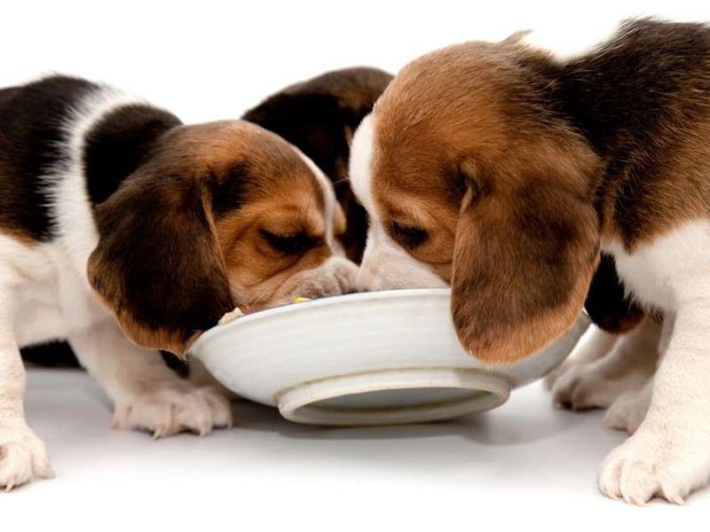 Hrana za pasje mladiče ki ustreza prehranskim potrebam pasjega mladička