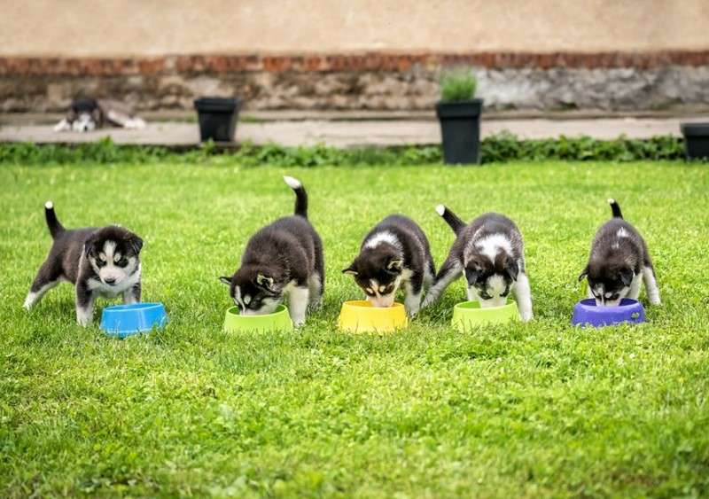 hrana za pasje mladiče za rast psičkov